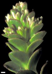 Veronica haastii. Terminal flowering head of numerous small lateral spikes and terminal spike. Scale = 1 mm.
 Image: W.M. Malcolm © Te Papa CC-BY-NC 3.0 NZ